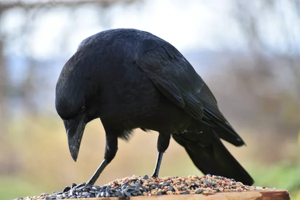 Crow Feeder — Stock Photo, Image