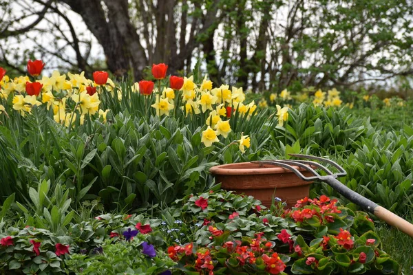 Tulips Daffodils Garden — Stock Photo, Image