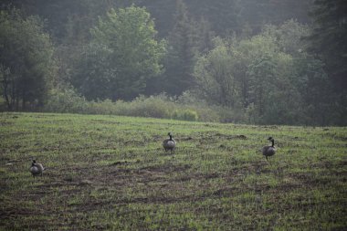 Baharda bir tarlada kazlar