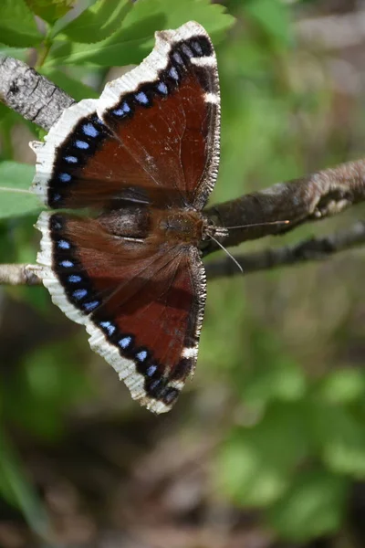 Ein Schmetterling Verschwindet Und Stirbt — Stockfoto