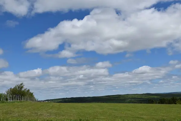 Ein Feld Frühling Unter Blauem Himmel — Stockfoto