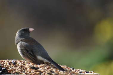 Yem atölyesinde renkli bir junco.