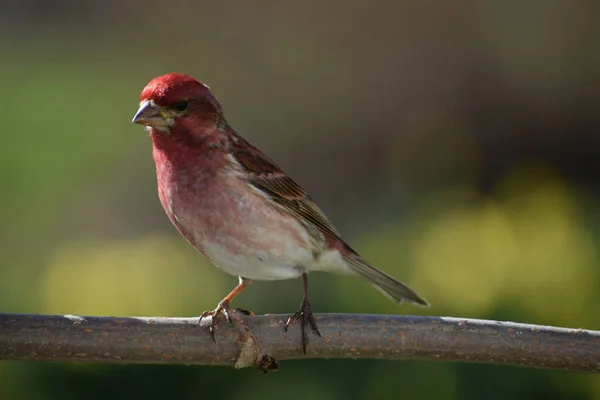 Purple Finch Feeder — Stock Photo, Image