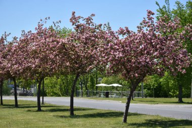Montmagny, Qubec 'teki kamp alanının girişinde elma ağaçları çiçek açıyor.