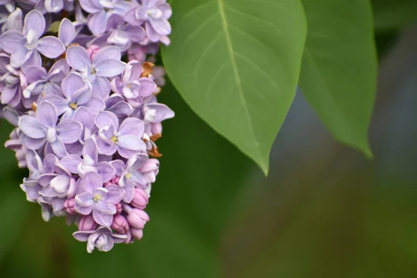 Çiçek açmış bahçe leylakları