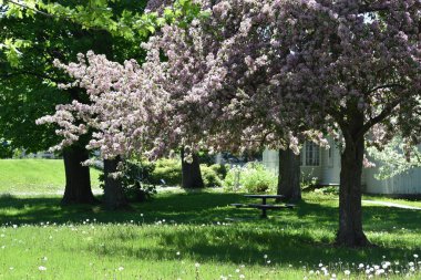Çiçek açan elma ağaçlarının altında bir piknik masası