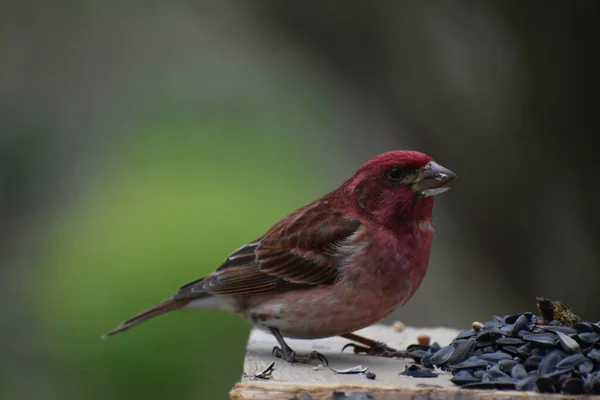 Purple Finch Bird Feeder — Stock Photo, Image