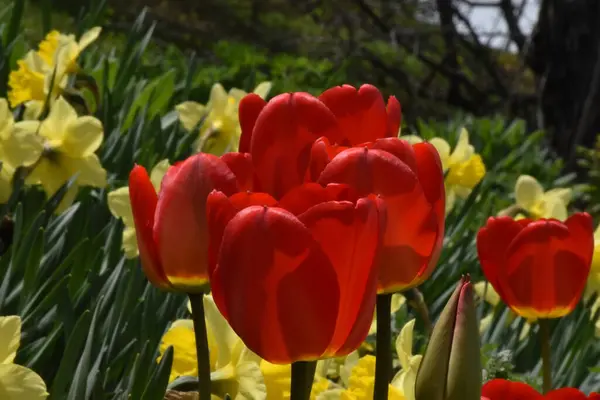 Tulpen Und Narzissen Frühling Garten — Stockfoto