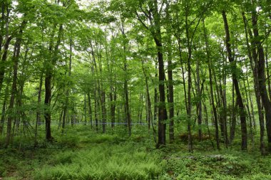 Yazın bir akçaağaç ormanı, Quebec