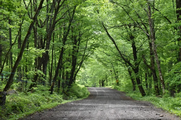 Yazın akçaağaç yolu, Sainte-Apolline, Quebec, Kanada