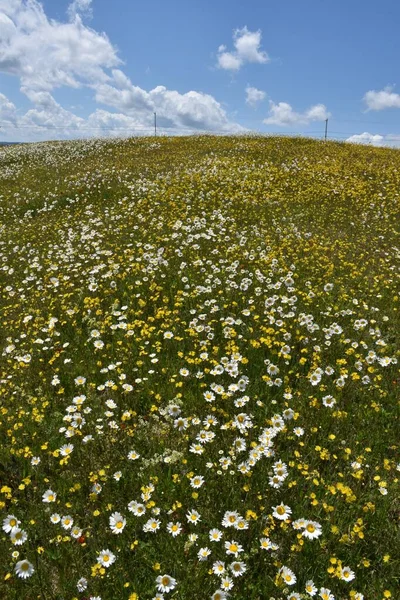 Bulutlu gökyüzünün altında bir papatya tarlası, Quebec, Kanada