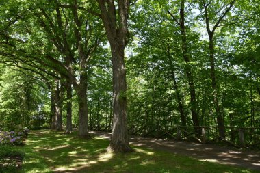 Quebec 'teki Joly-de-Lobinire bölgesinin bahçesinde bir patika.