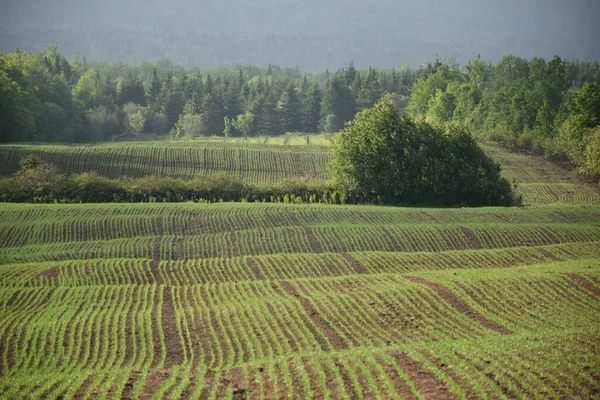 Baharda ekilen bir tarla, Sainte-Apolline, Quebec, Kanada