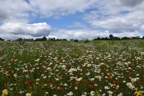 A field in bloom under a cloudy sky, Sainte-Apolline, Quebec, Canad
