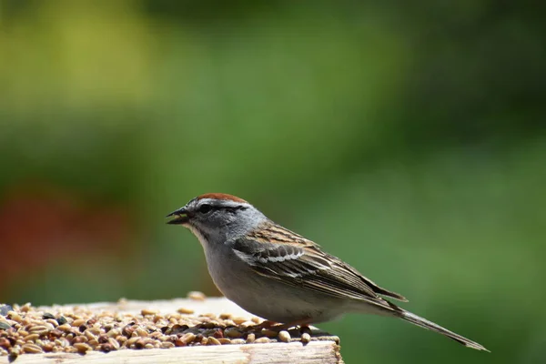 Familiar Sparrow Feeder Quebec Canada — Fotografia de Stock