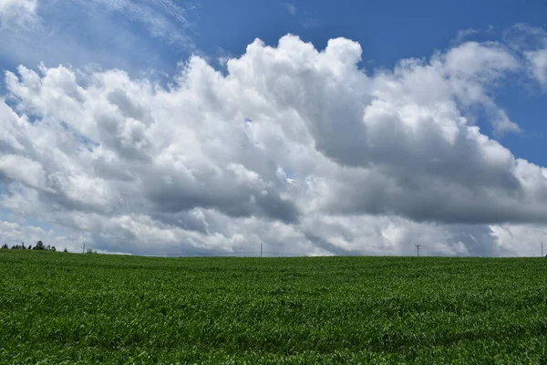 Campo Avena Bajo Cielo Nublado Sainte Apolline Quebec Canadá —  Fotos de Stock