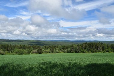 Bulutlu gökyüzünün altında bir yulaf tarlası, Sainte-Apolline, Quebec, Kanada
