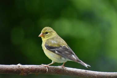 Genç bir ispinoz, Quebec, Kanada 'da bir dalda