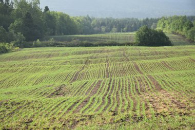 Baharda ekilen bir tarla, Sainte-Apolline, Quebec, Kanada