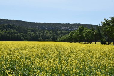 Kanada, Quebec 'te mavi gökyüzünün altında açan bir hardal tarlası.