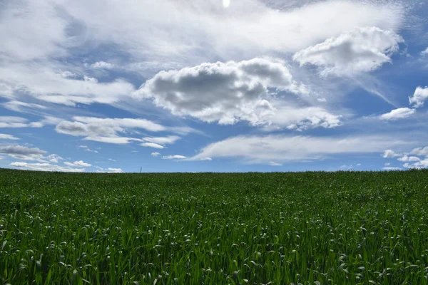 Campo Cereales Bajo Cielo Nublado Sainte Apolline Quebec Canadá —  Fotos de Stock