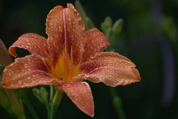 Daylily Flower Garden Quebec Canada — Stock Photo, Image