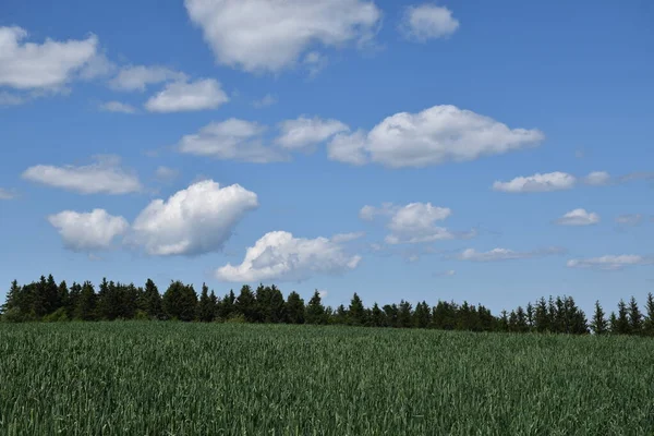 Mavi Gökyüzünün Altında Bir Yulaf Buğday Tarlası Sainte Apolline Quebec — Stok fotoğraf