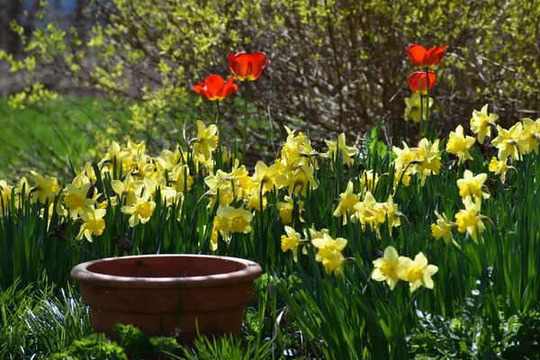Tulpen Und Narzissen Garten — Stockfoto