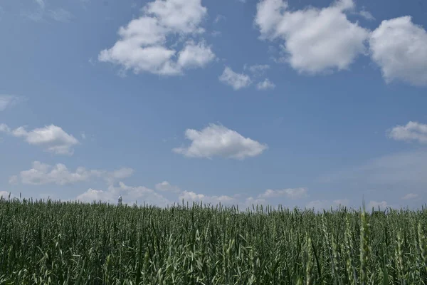 Campo Avena Trigo Bajo Cielo Azul Sainte Apolline Quebec Canadá —  Fotos de Stock