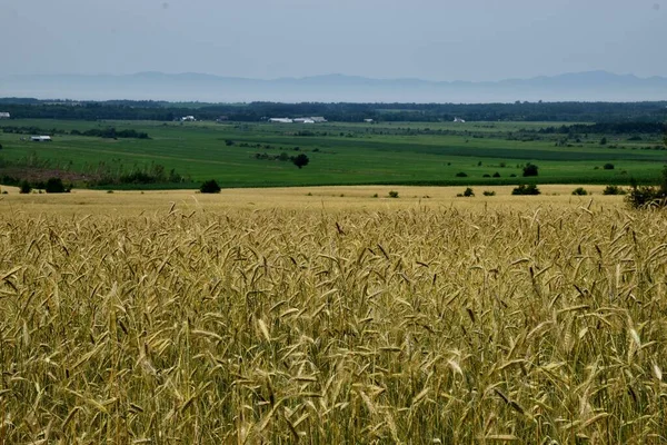 Quebec, Kanada 'da bir çiftlikte buğday tarlası