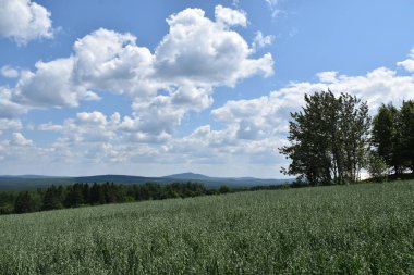 Bulutlu gökyüzünün altında bir yulaf tarlası, Sainte-Apolline, Quebec, Kanada