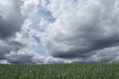 Bulutlu gökyüzünün altında bir yulaf tarlası, Sainte-Apolline, Quebec, Kanada