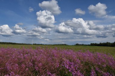 Bulutlu bir gökyüzünün altında açmakta olan bir alan, Sainte-Apolline, Quebec, Kanada