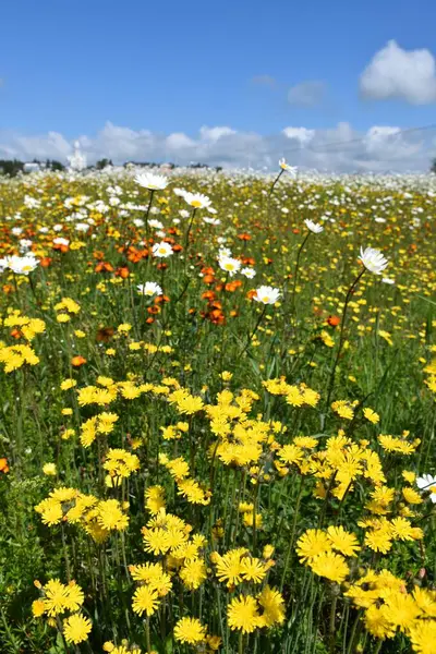 Bulutlu bir gökyüzünün altında açmakta olan bir alan, Sainte-Apolline, Quebec, Kanada