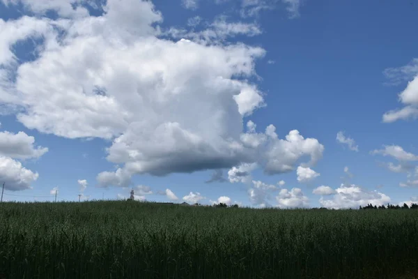 Campo Avena Bajo Cielo Nublado Sainte Apolline Quebec Canadá —  Fotos de Stock