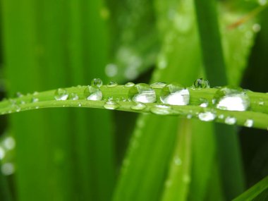Haemerocallis yapraklarına su damlaları düşer.