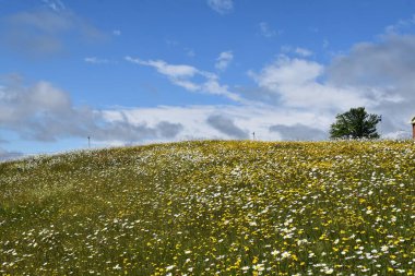 Mavi gökyüzünün altında açmakta olan bir alan, Sainte-Apolline, Quebec, Kanada