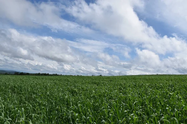 Bulutlu gökyüzünün altında bir yulaf tarlası, Sainte-Apolline, Quebec, Kanada
