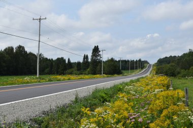 Yol kenarındaki kır çiçekleri, Quebec, Kanada