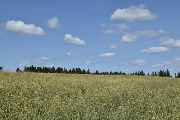 Mavi gökyüzünün altında bir yulaf tarlası, Sainte-Apolline, Quebec, Kanada