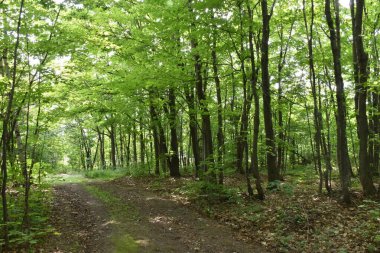 Montmagmy, Quebec, Kanada 'da yaprak döken bir ormandan geçen bir yol var.