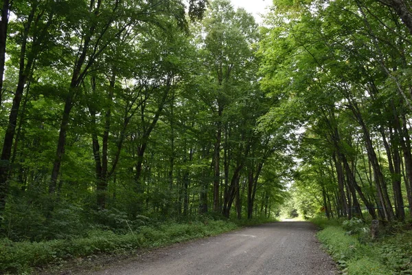 Yazın akçaağaç yolu, Sainte-Apolline, Quebec, Kanada