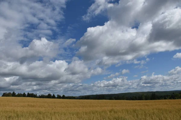 Mavi Gökyüzünün Altında Bir Yulaf Tarlası Sainte Apolline Quebec Kanada — Stok fotoğraf