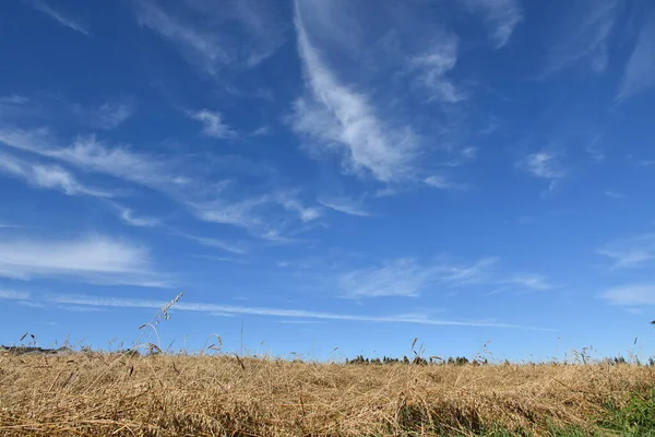 Campo Avena Bajo Cielo Azul Sainte Apolline Quebec Canadá —  Fotos de Stock