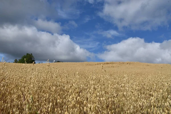 Campo Avena Bajo Cielo Azul Sainte Apolline Quebec Canadá —  Fotos de Stock