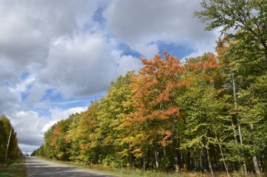 Sonbaharda bir şeker çalısı, Sainte-Apolline, Quebec, Kanada