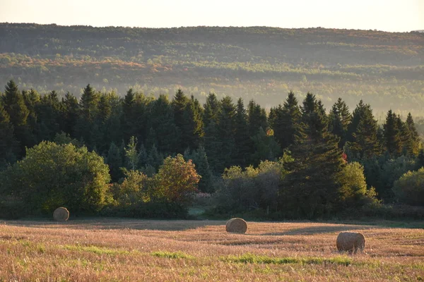 Haystacks Automne Sainte Apolline Québec Canada — Photo