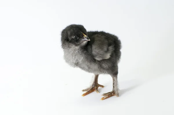 Chicken — Stock Photo, Image