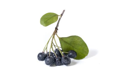 chokeberry - aronia