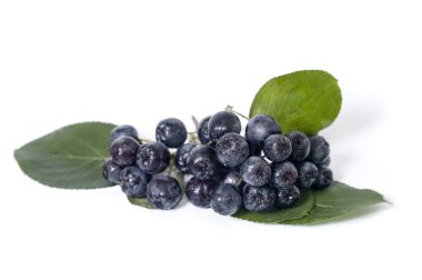 chokeberry - aronia